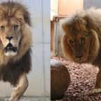Un lion maltraité et mourant est aujourd’hui sain et sauf grâce à l’association qui l’a recueilli