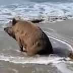 Insolite : un sanglier surpris pendant son bain de mer sur une plage de Bretagne