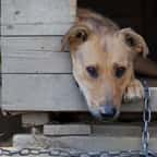 Aube : un locataire sans scrupules quitte son domicile et abandonne ses deux chiens 