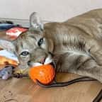Messi, un puma domestiqué qui prouve qu’il n’est… qu’un très gros chat