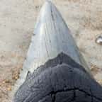 Une dent de mégalodon dans le sable 