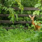 Depuis trois jours, un chevreuil a élu domicile dans le jardin d’une maison à Granville