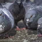 Dans cette ville de France, nourrir les chats errants et les pigeons sera passible de 450 euros d’amende