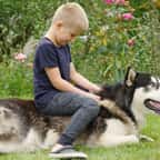 Un enfant qui joue avec un chien de race husky 