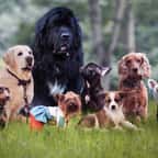 Voici la race de chien la plus affectueuse au monde... et ce n'est pas celle que vous croyez !