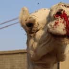 Une association dénonce les traitements infligés aux animaux destinés au tourisme en Égypte