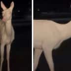 Le cerf albinos photographié en juin dernier dans le Michigan 