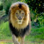 Un lion en train de marcher dans la nature