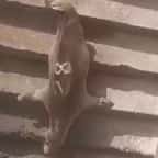Saint-Malo : un phoque se balade dans un fort puis descend des escaliers avant de se jeter à l'eau, la vidéo fait le tour du web