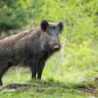 Un sanglier
