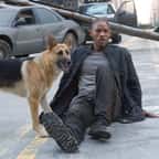 «Je suis une légende» : 17 ans après, Will Smith fait une révélation sur Abbey, la chienne qui a joué avec lui dans le film