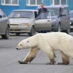 Affamé, un ours polaire est repéré dans une ville de Russie, à plus de 800 km de son habitat