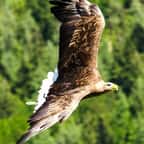 Pour la première fois depuis 1980, un aigle impérial a été vu dans l’ouest de la France