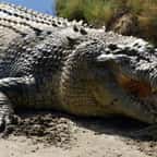 Un crocodile marin qui ouvre la gueule 