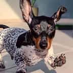 Ce chiot ressemble à un mini-dalmatien ou à une vache à cause sa fourrure bicolore 