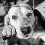 La Fondation 30 millions d’amis et Maïwenn livrent une vidéo éloquente sur l’abandon d’animaux