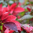 10 plantes emblématique de Noël
