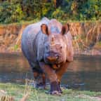 Népal : la population de rhinocéros a augmenté de plus de 100 individus 