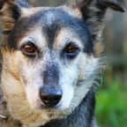 En Dordogne, une trentaine de chiens de chasse ont été retrouvés attachés à des arbres
