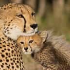 L'Inde va réintroduire des guépards avec des animaux venus d’Afrique 