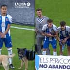 Une équipe de foot est entrée sur le terrain avec 11 chiens pour faire passer un message très important