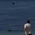 Capture d'écran montrant le touriste américain jeter la pierre sur le phoque moine 