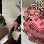 États-Unis : un refuge organise un adorable anniversaire surprise pour une chienne âgée et invite ses humains préférés