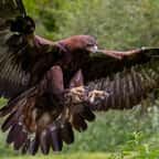 « Ses serres sont passées au travers des gants » : un parapentiste s’est débattu avec un aigle royal dans les airs pendant près de 15 minutes