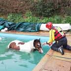 Alsace : au petit matin, il découvre en poney dans sa piscine 