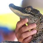 Un bébé alligator 