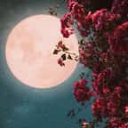 Une Lune rose