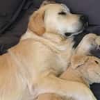 Cet adorable chien ne sort pas de chez lui sans sa peluche golden retriever