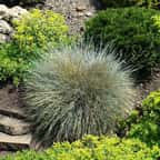 jardin minéral végétalisé