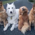 Pas encore dressé, ce chiot ne tient pas en place sur les photos et le résultat est adorable