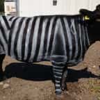 Une vache noire peinte avec des rayures blanches verticales, à la manière d'un zèbre