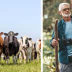Un troupeau de vaches dans un pâturage / Un randonneur âgé 