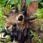 Lapin présentant des protubérances sur la tête et le visage