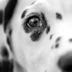 Lassé des bêtises du dalmatien de sa compagne, il... le tue en le pendant au balcon avec sa laisse