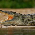 Crocodile
