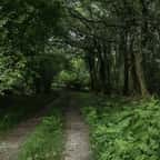 chemin de terredans une forêt