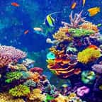 Hawaï va devenir le premier État à interdire les crèmes solaires nocives pour la faune marine 