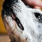 Animaux : un certificat particulier bientôt exigé pour l’adoption d’un animal de compagnie 