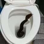 Cet homme a eu la peur de sa vie en découvrant... un python dans ses toilettes