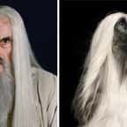 Cette artiste a imaginé à quoi ressembleraient les personnages du Seigneur des anneaux, s’ils étaient des chiens