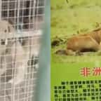 Un zoo chinois est accusé d’avoir fait passer un golden retriever pour un… lion