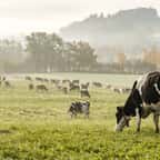 Des vaches broutent dans un pré