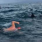 Un homme se retrouve face à un requin blanc et est secouru par un banc de dauphins 