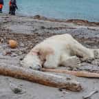Dans l'Arctique, un ours polaire tu&eacute; par le garde d'un bateau de croisi&egrave;re tout juste d&eacute;barqu&eacute; sur les terres de l'animal
