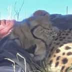 Ce photographe animalier et ce guépard sont les meilleurs amis du monde 