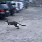 Wallonie : un wallaby s’échappe de son enclos et s’offre une virée nocturne dans les rues 